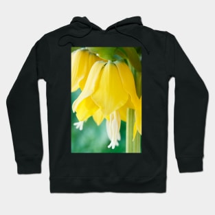 Fritillaria imperialis  &#39;Maxima Lutea&#39;  AGM  Crown imperia Hoodie